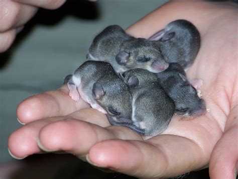 Baby Mice by kayosa-stock on DeviantArt