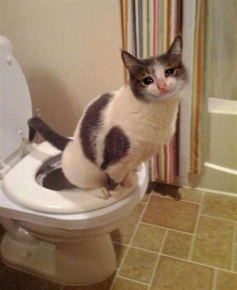 Create meme "cat humor , toilet , funny cats " - Pictures - Meme ...