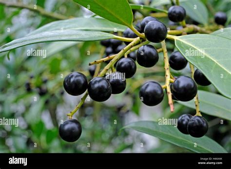 Toxic back berries of the cherry laurel Stock Photo - Alamy