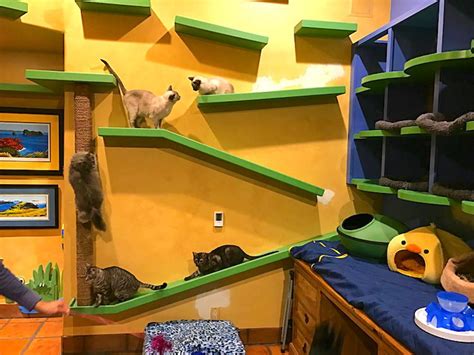 How to Create an Amazing Indoor Cat Play Area - Petful