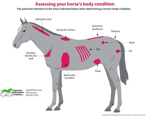 Horse Weight Chart: A Visual Reference of Charts | Chart Master