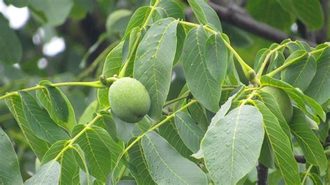 Walnut tree. Green walnut on the tree 9396642 Stock Photo at Vecteezy