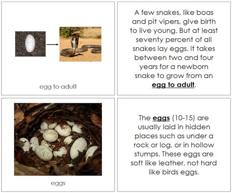 Rattlesnake Life Cycle Stages