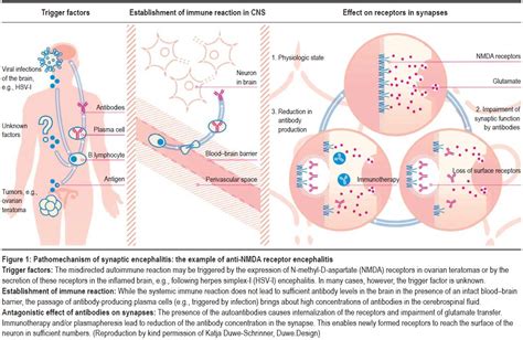 Anti-NMDAr Encephalitis | Brain Inflammation Symptoms & Treatments