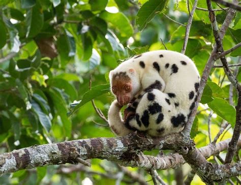 Common Spotted Cuscus Animal Facts | Phalanger maculatus - AZ Animals