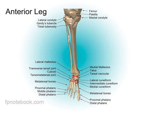 Human Leg Bone Structure - Human Anatomy Details