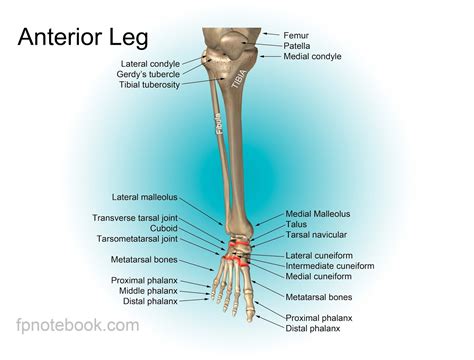 Human Leg Bone Structure - Human Anatomy Details