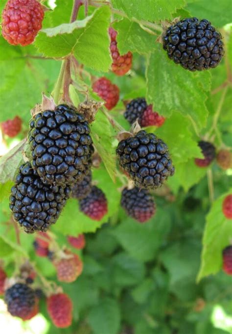 Fruit Blackberry Triple Crown – plantmatch