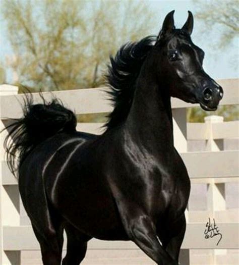 Beautiful black | Black arabian horse, Horses, Arabian horse