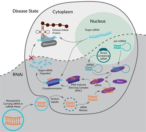 siRNA - Precision NanoSystems