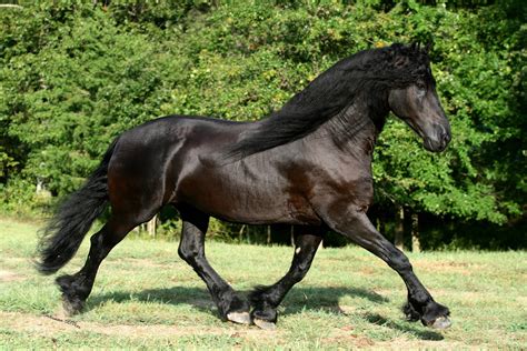 Friesian Horse Wallpapers - Wallpaper Cave