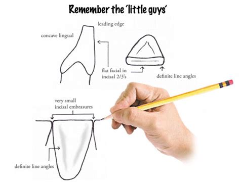 The Leading Edge: the Lower Incisal Edge Position - The Dawson Academy