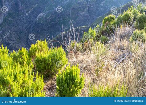 Pride of Madeira, Portugal stock image. Image of panorama - 113934133