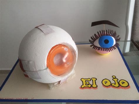 Maqueta ojo humano | Manualidades educativas, Maquetas de escuelas, Organos de los sentidos