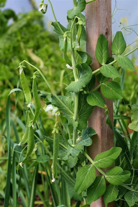 Growing Snow Pea: How to Grow and Care for Snow Pea - Jardin HQ