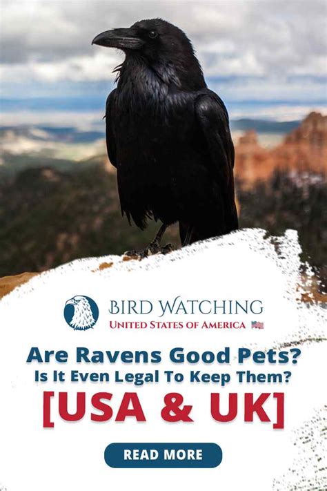 Are Ravens good pets? Is it even legal to keep them? (USA & UK)