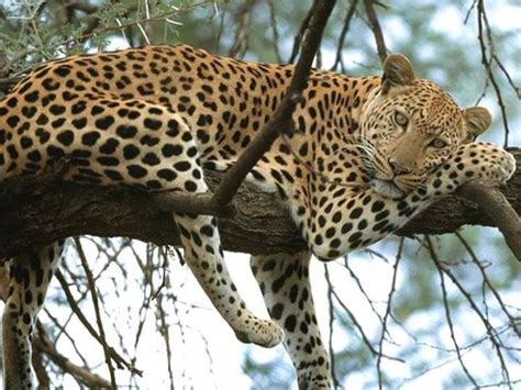 Moçambique Sub-saharan African, African Travel, Jaguar Animal, Wildlife ...