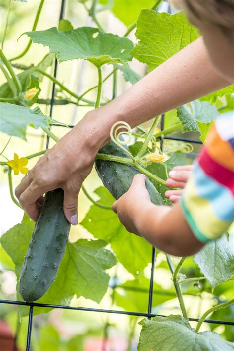 Awesome Tips for Growing Cucumbers – Sunny Home Creations