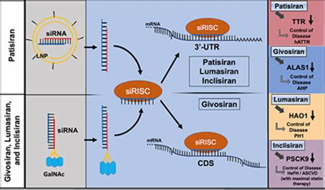 RNAi-Based Therapeutics and Novel RNA Bioengineering Technologies ...