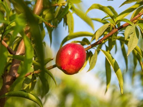 Nectarine Tree Care - How And Where Do Nectarines Grow