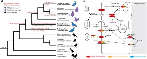 Figure 2 from Vulture Genomes Reveal Molecular Adaptations Underlying ...