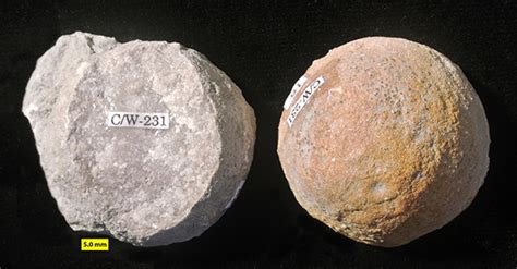 Wooster’s Fossil of the Week: A spherical bryozoan from the Upper Ordovician of northeastern ...