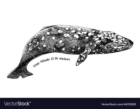 Gray whale hand draw Royalty Free Vector Image