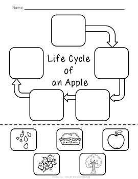 Free Printable Apple Tree Life Cycle Worksheet - prntbl.concejomunicipaldechinu.gov.co