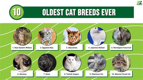 Extinct Domestic Cat Breeds