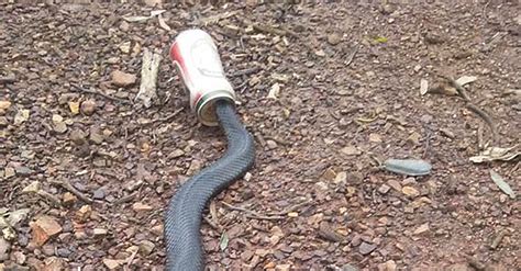 Snakes Keep Getting Their Heads Stuck In Beer Cans. Really. | VinePair