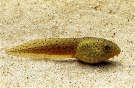 Leopard Frog Tadpole Photograph by Harry Rogers - Pixels