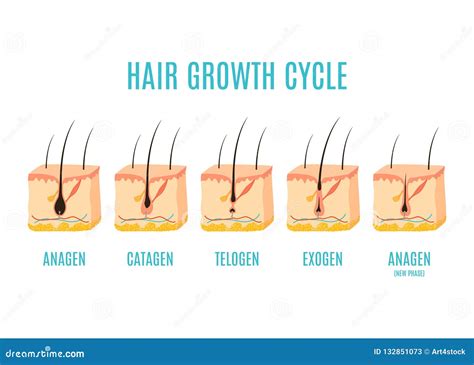 Structure Of Hair And Hair Growth Cycle