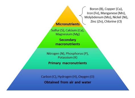 Macronutrients In Plants | Bruin Blog