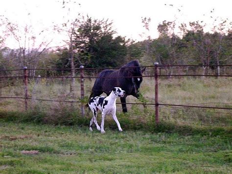 Horse and Great Dane, i want one of each Dog Meet, Types Of Dogs, Horse Racing, Mans Best Friend ...