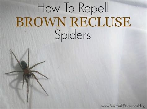 How To Keep Brown Recluses Away | Brown recluse, Brown recluse spider ...