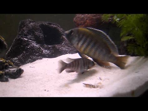 Cichlids Breeding - YouTube