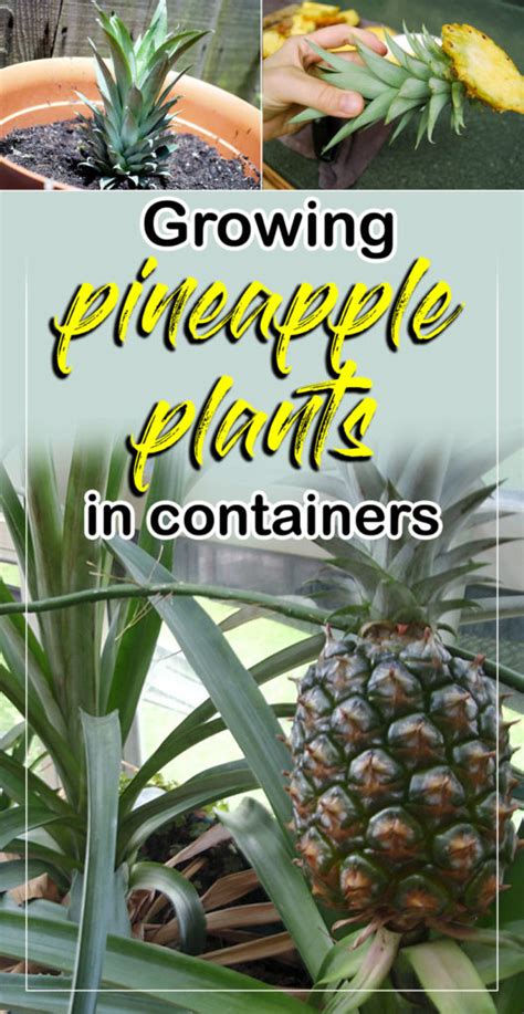 Growing pineapple plants in container (easy steps) - NatureBring