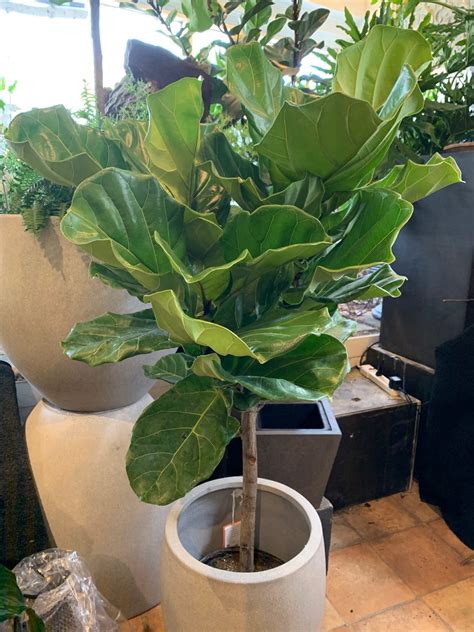 10” Ficus Lyrata Standard - Flowers Talk Tivoli