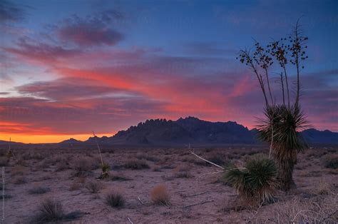 "Desert Sunrise In New Mexico" by Stocksy Contributor "Tamara Pruessner ...