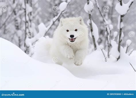 Arctic Fox Leaping through Deep Snow Stock Photo - Image of wilderness, jumping: 289295808