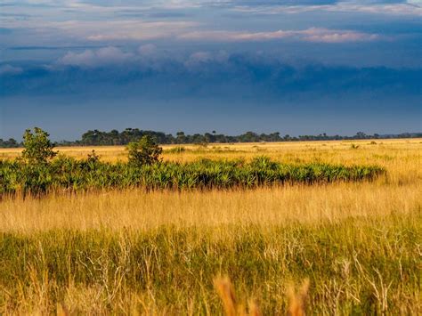 Kissimmee Prairie Preserve State Park | Imagine Our Florida, Inc