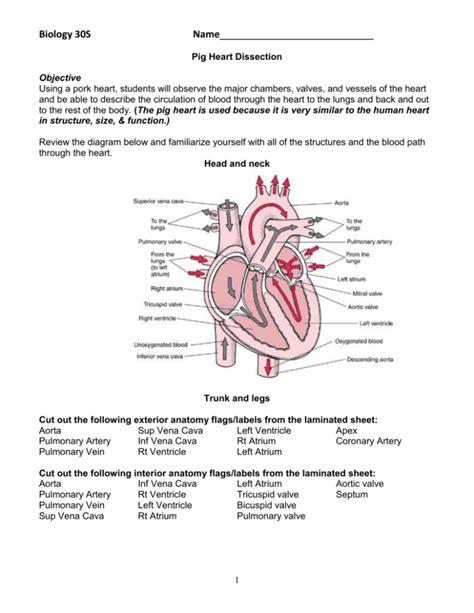 Sheep Heart Dissection