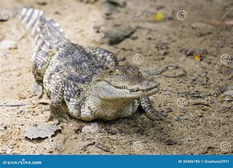 False gharial stock photo. Image of aquatic, water, thin - 30486786