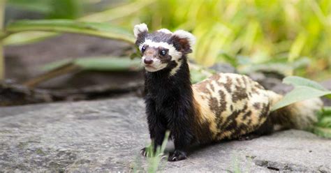 7 Remarkable Polecat Facts, from Exclusive to Extraordinary - Odd Facts