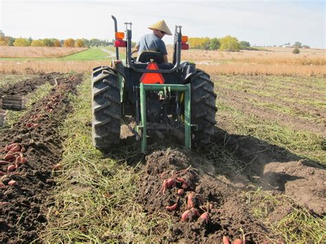 IowaVegetables: Sweet potato harvest