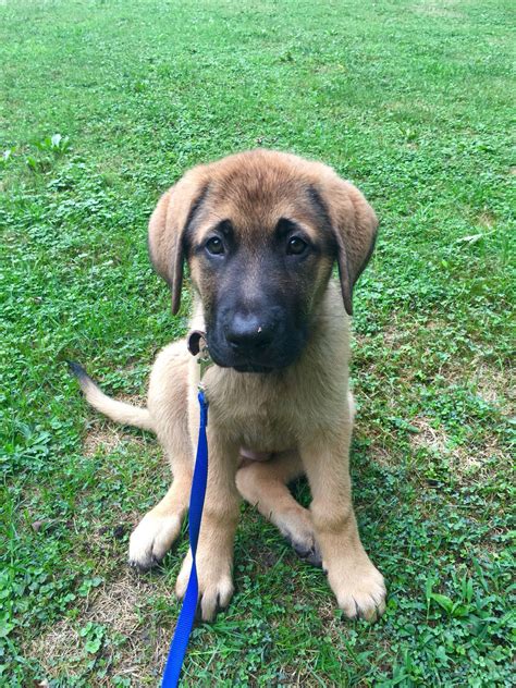 German Shepherd Mastiff Puppies