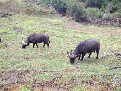 Water buffalo at Amakhala Game Reserve in South Africa in February 2013 | Game reserve, Animals ...