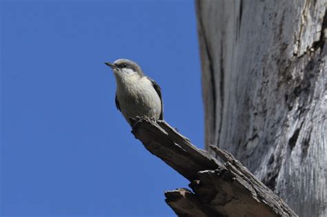 Pygmy Nuthatch - East Cascades Audubon Society