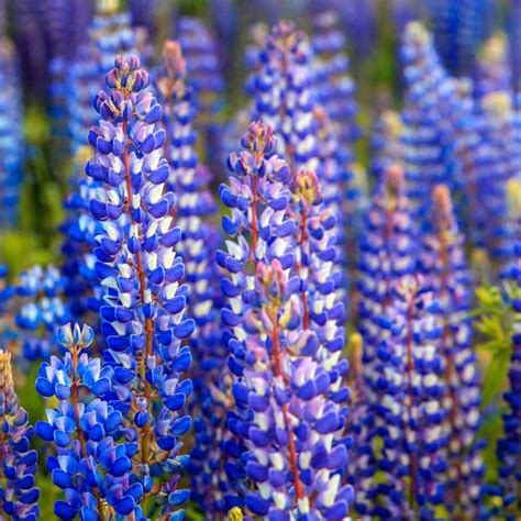 Lupine Seed - Lupinus Perennis Wild Blue Lupine Wild Flower Seeds