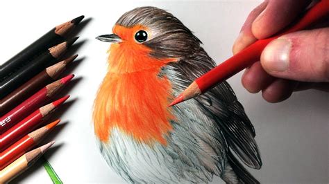 How To Draw A Realistic Robin Bird Step By Step - DRAW SO CUTE